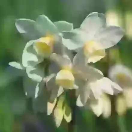 Silver Chimes